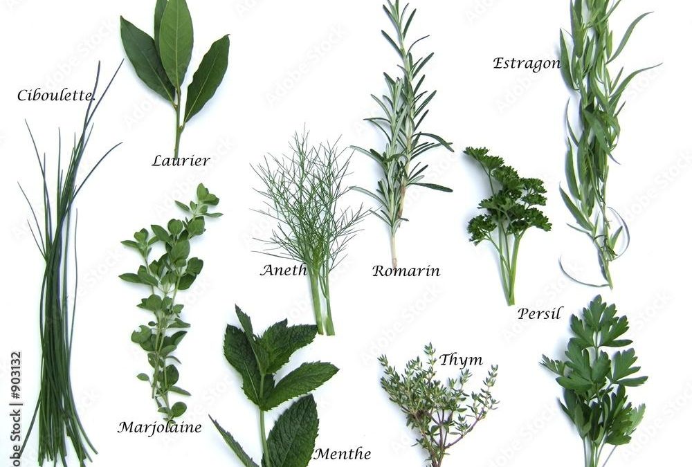 Créer des mélanges audacieux avec des herbes aromatiques