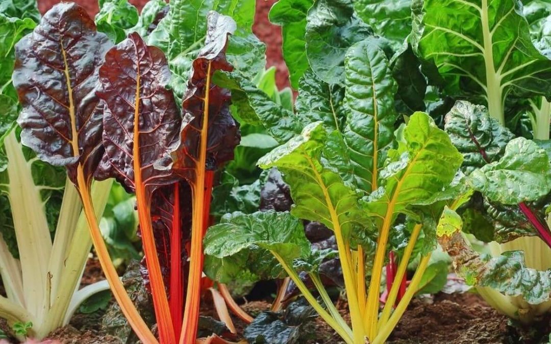 Les techniques pour optimiser l’utilisation des légumes-feuilles